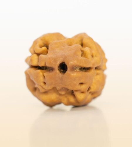 2 Mukhi Rudraksha