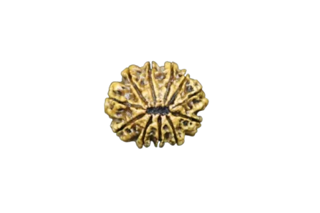 11 Mukhi Rudraksha