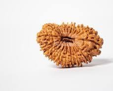 19 Mukhi Rudrarask